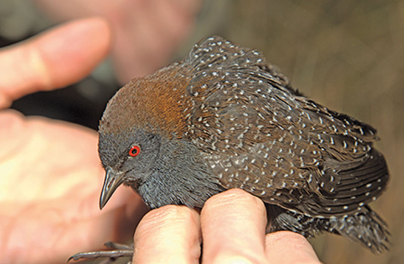 Scientists raise alarm as North American bird populations plummet